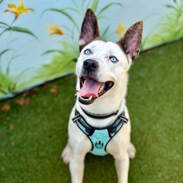 Photo of Benji playing