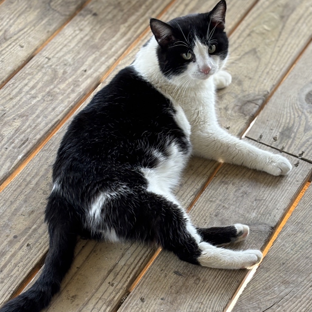 Slam Dunk — thumbnail 4