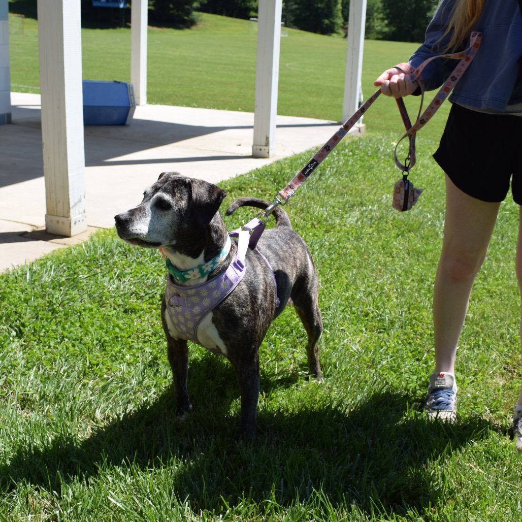 Biddie, photo 19