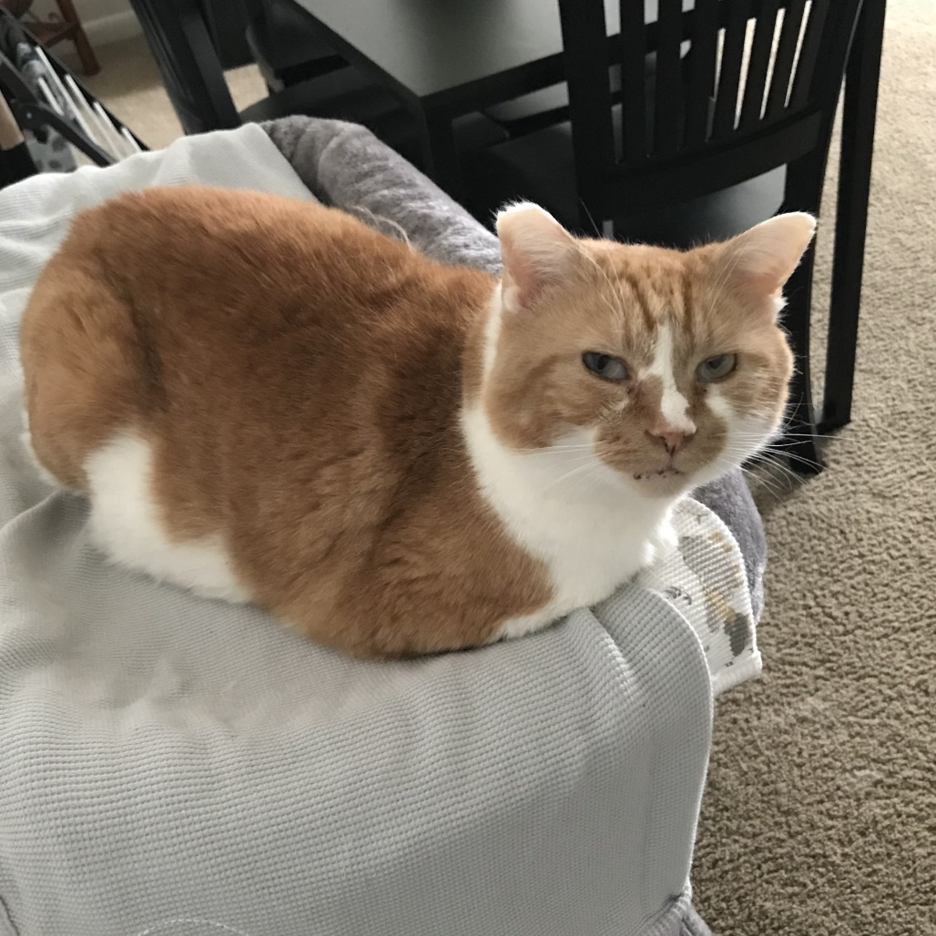 Seb