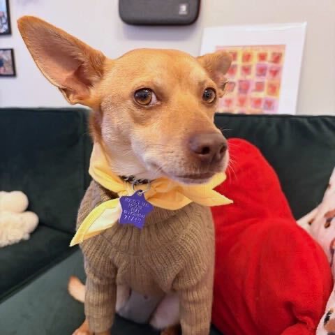 Luna — thumbnail 5