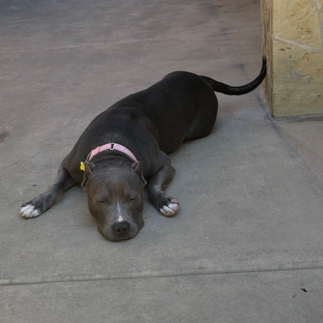 Cobalt aka Kobe, photo 4