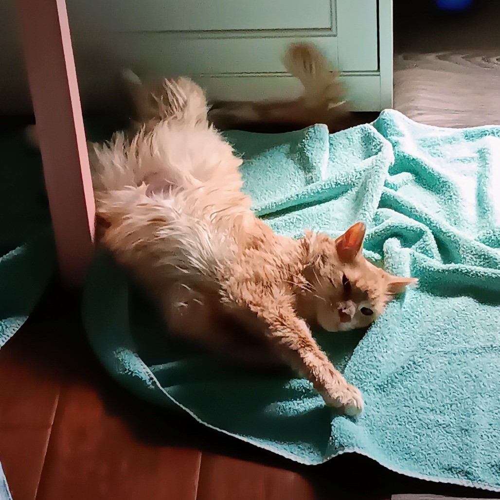 ORANGIE - Domestic Medium Hair available for adoption