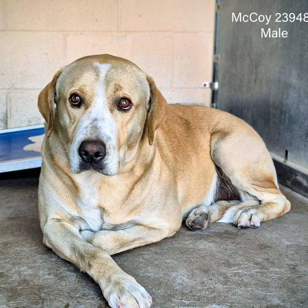 MCCOY - Retriever, Yellow Labrador / Mixed Breed (Large) available for adoption