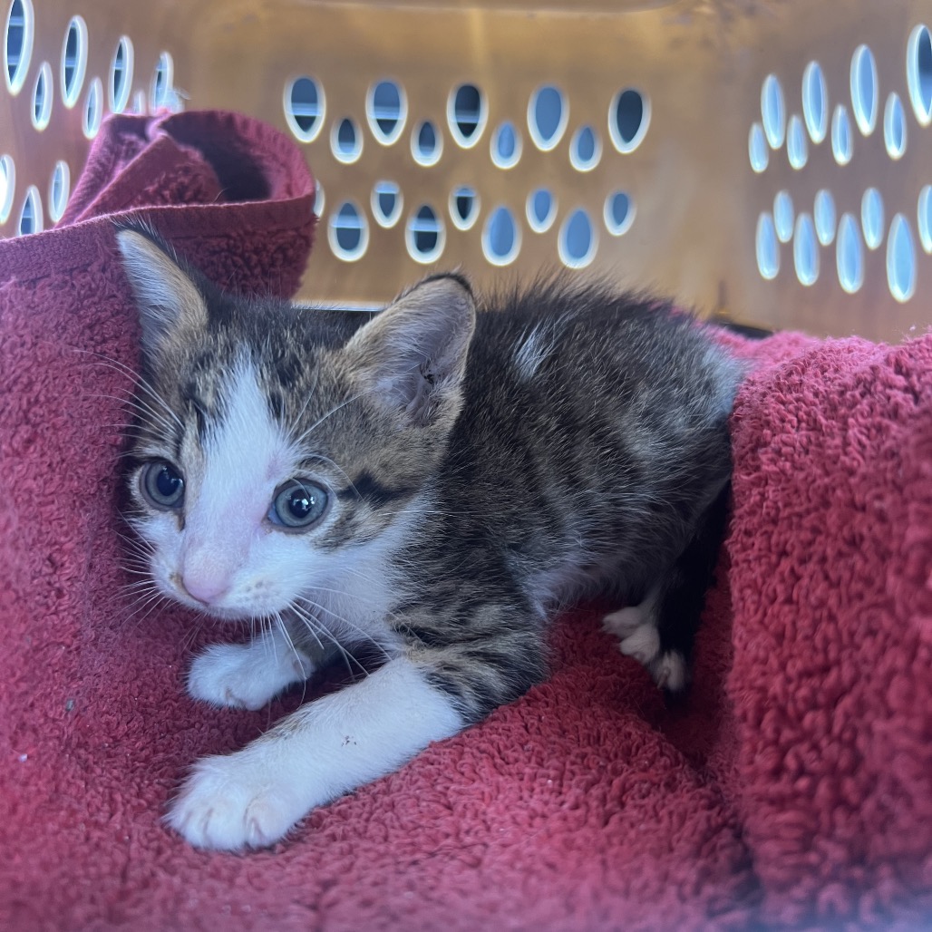 Telemachus, an adoptable cat at SPCA-BC