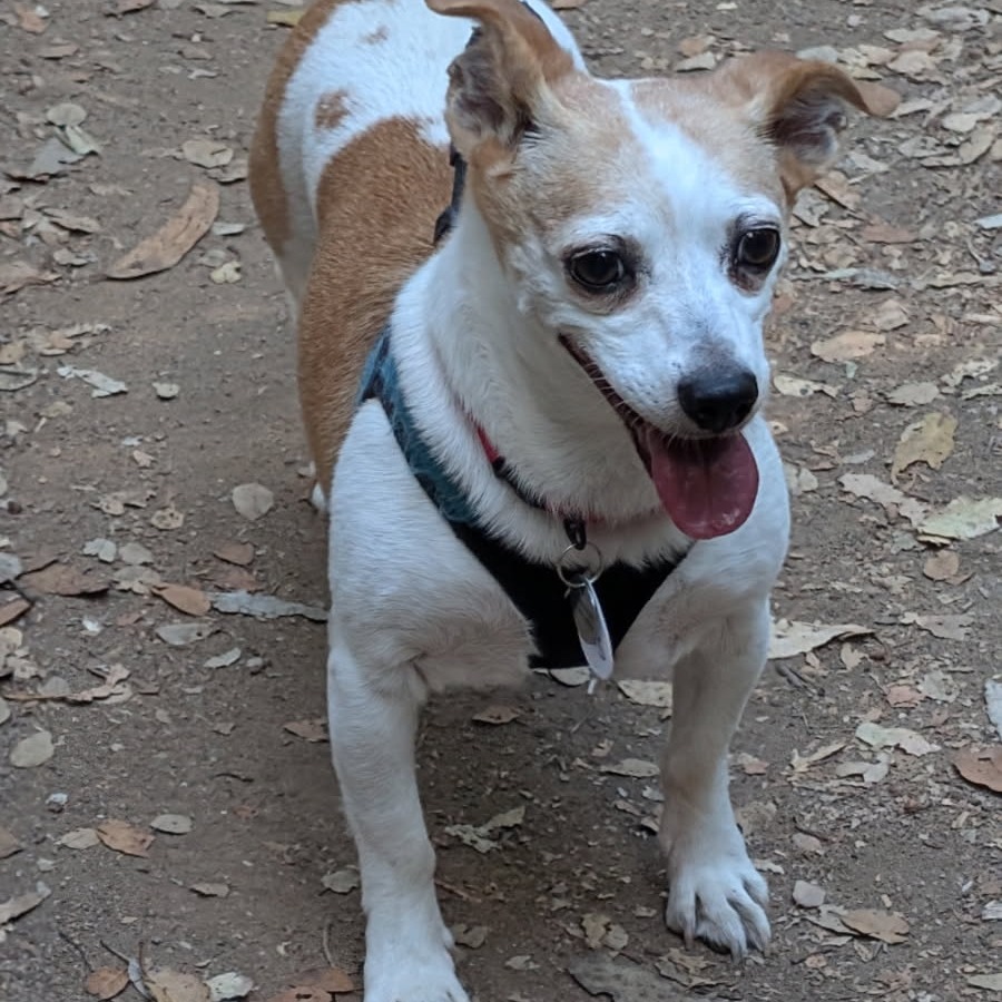 Gus Roanoke, photo 9