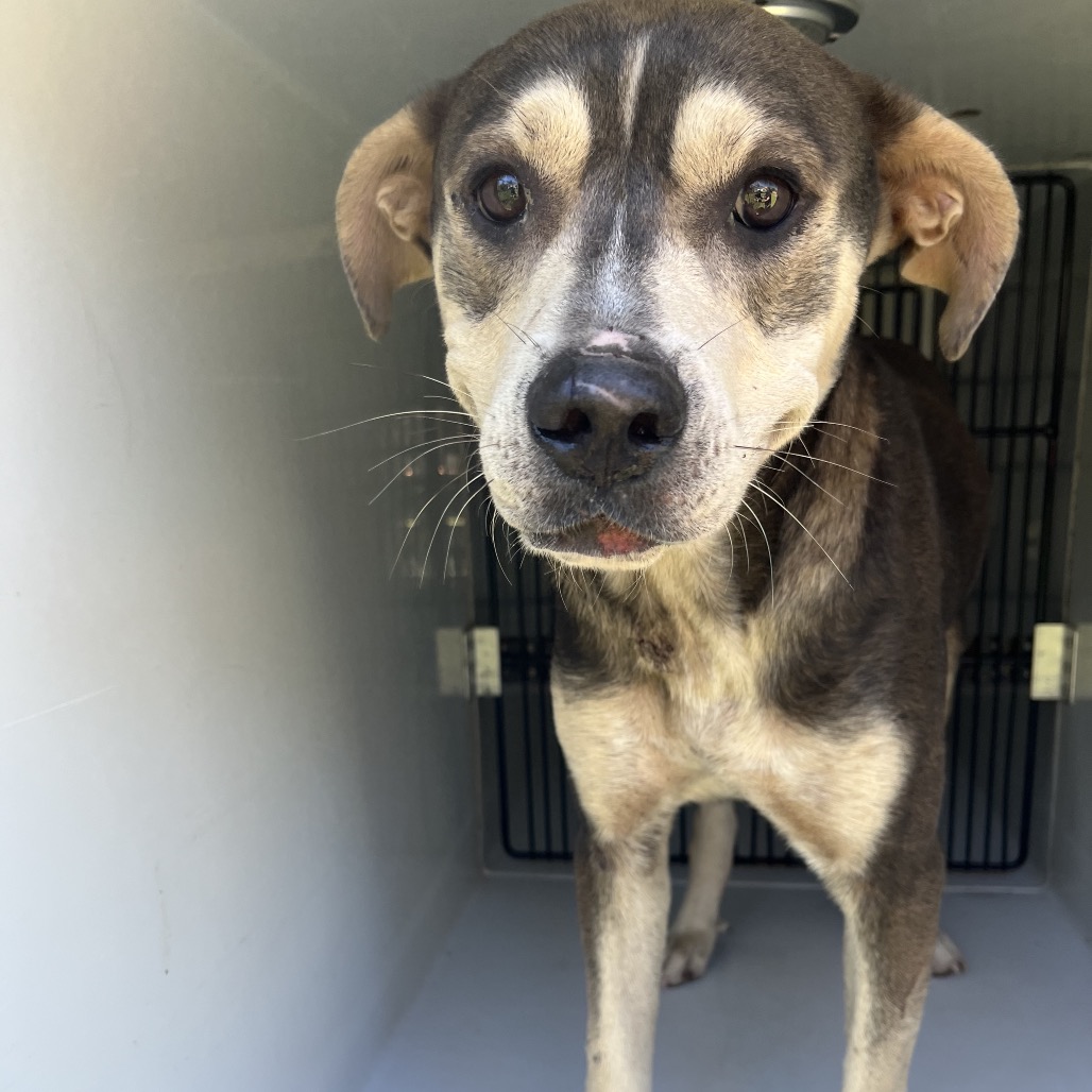 DAMIEN - Shepherd / Retriever, Labrador available for adoption