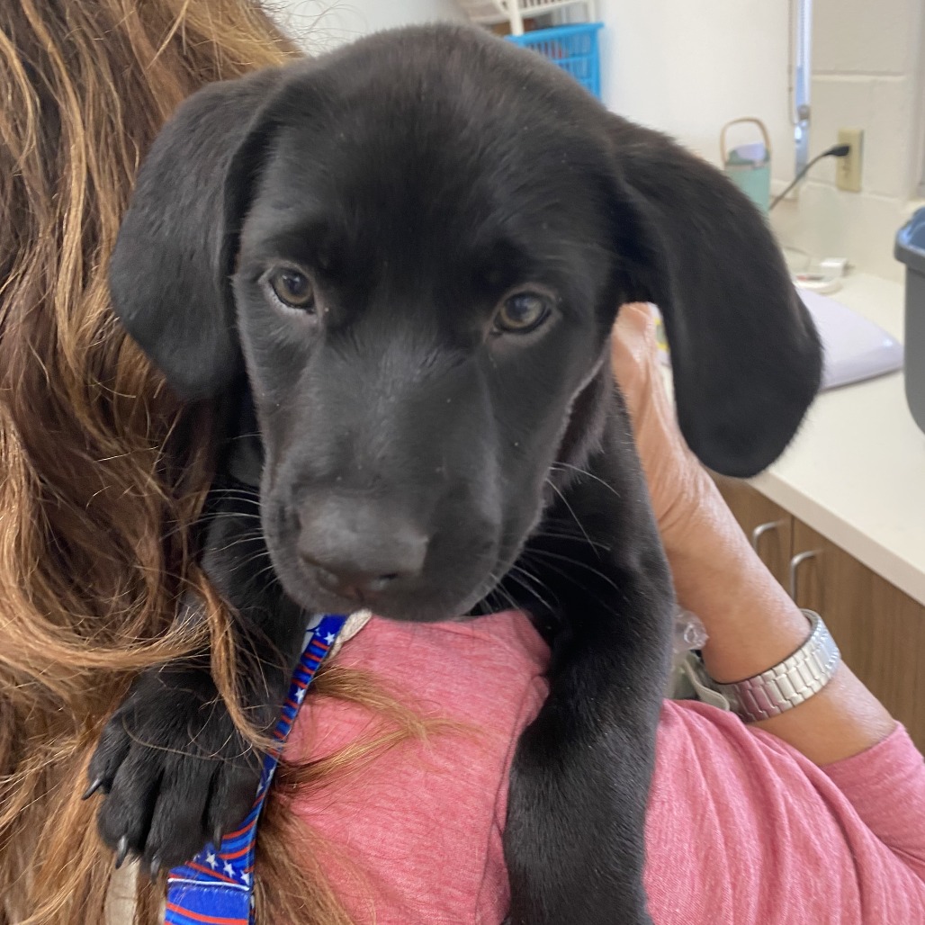 Photo of Rosie, a dog adopted from Gulf Coast Humane Society