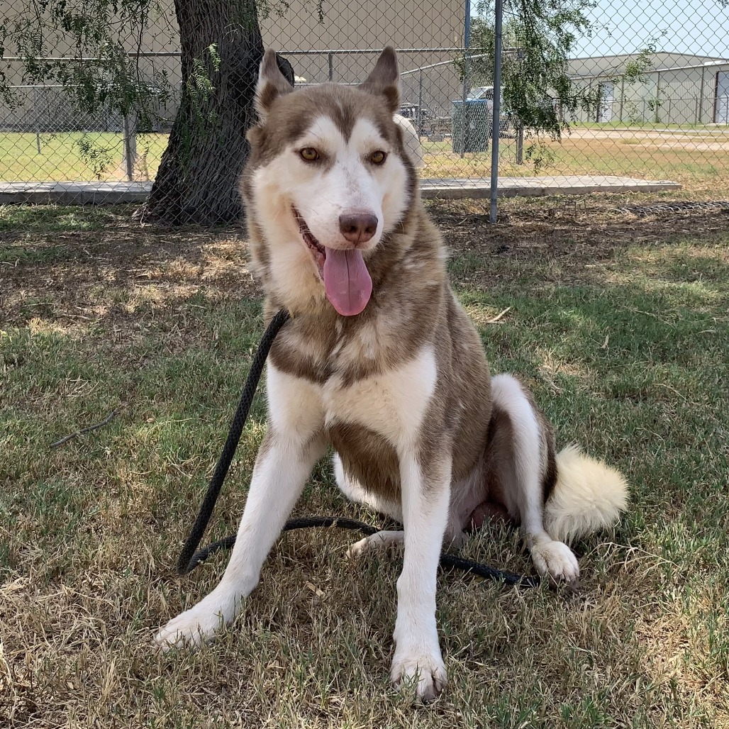 FIG - Husky available for adoption
