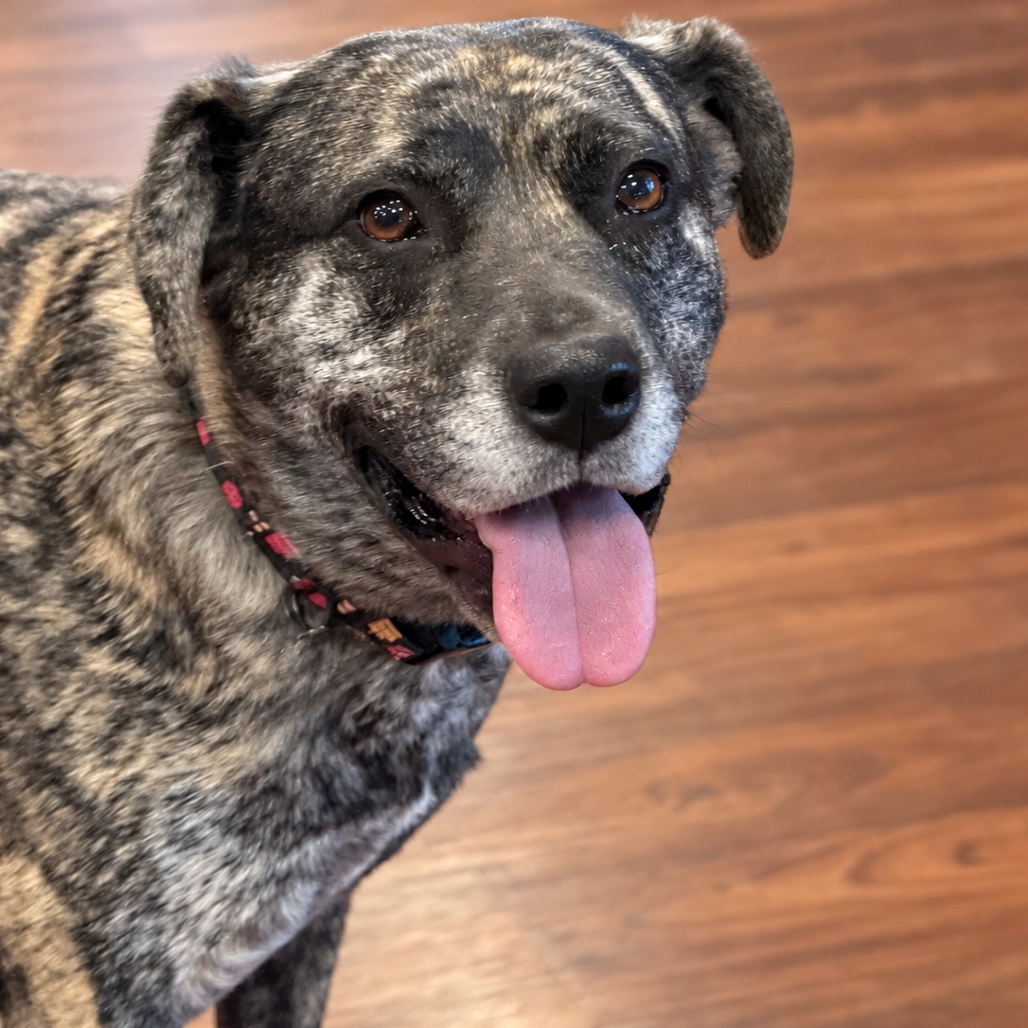 Daisy Duke (Formerly Phoebe), photo 10