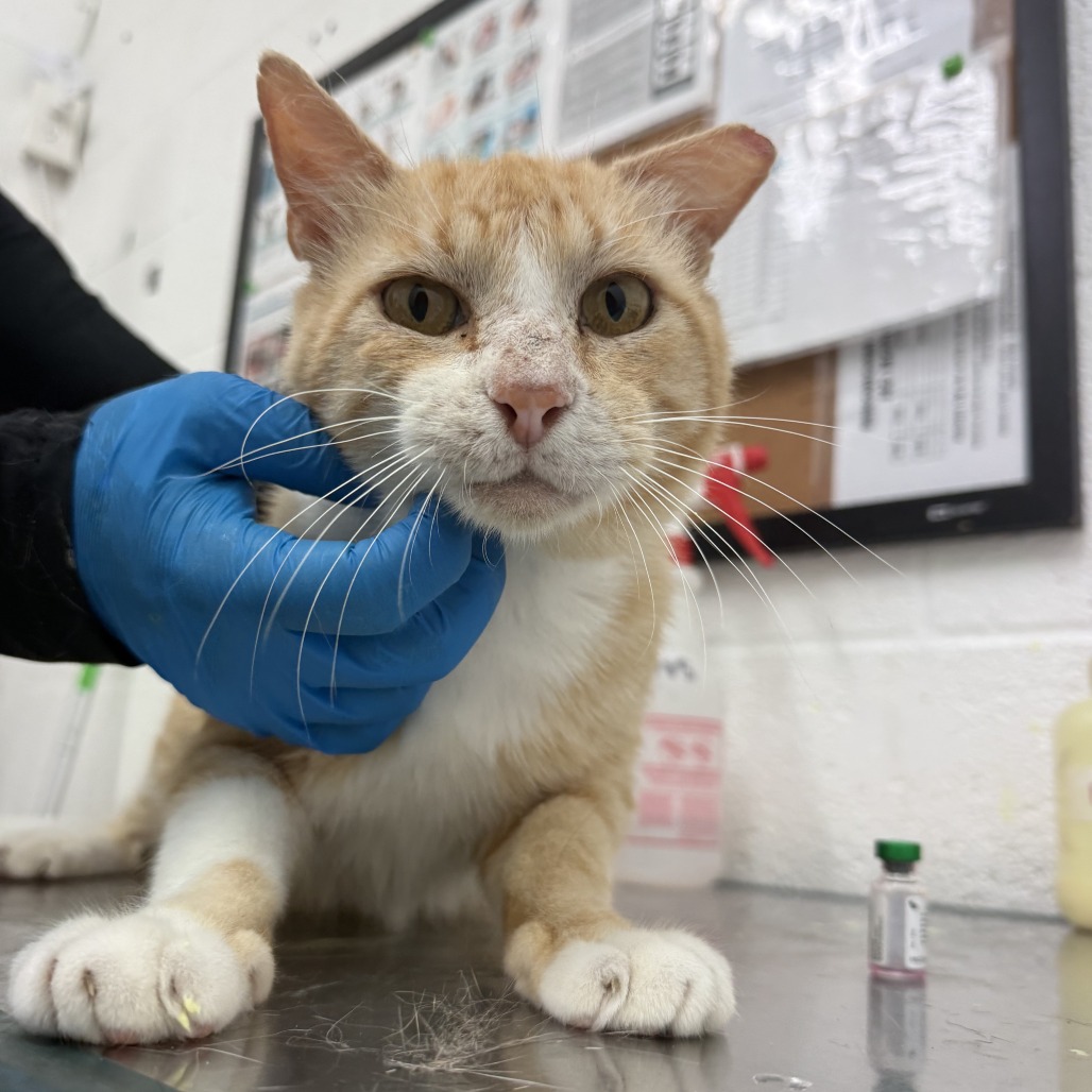 Tom, available for adoption at PVAS