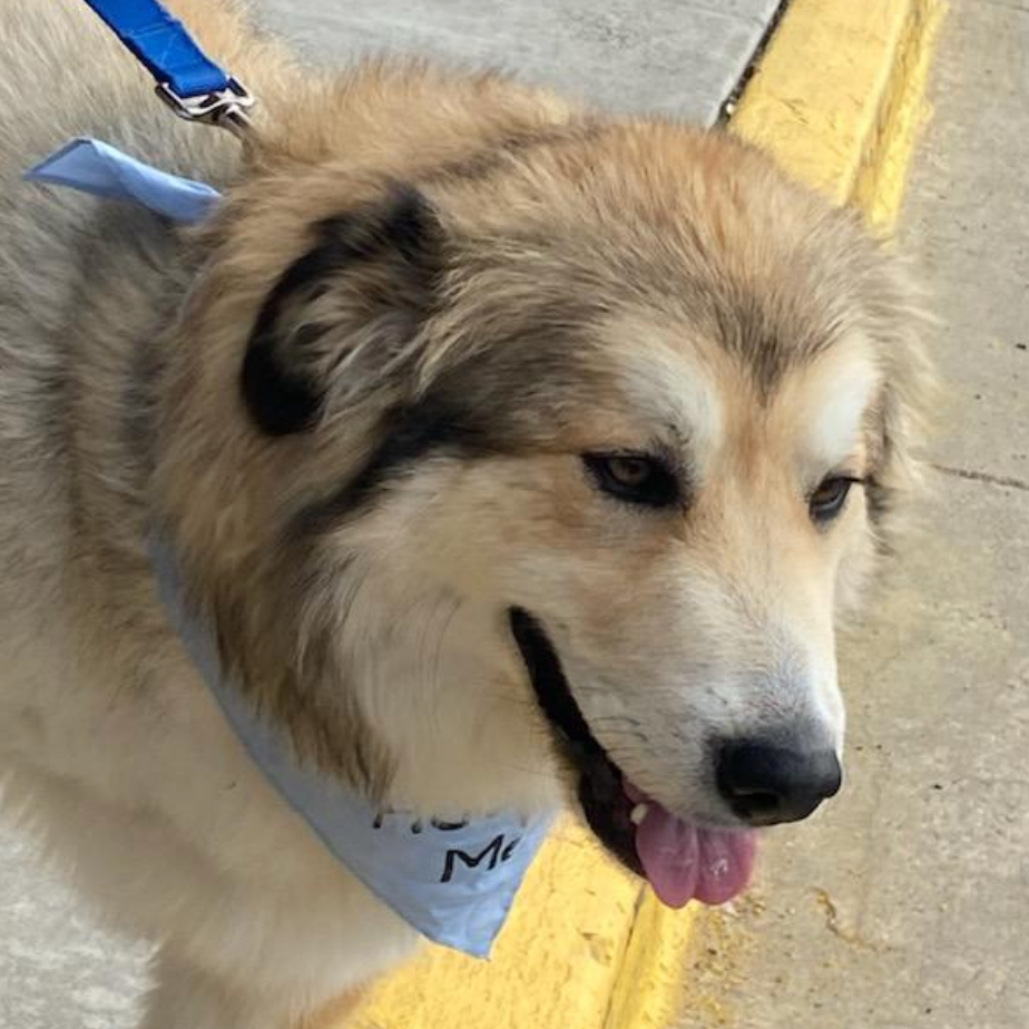 Jade (Tri-pod) is available for adoption at Operation Paws for Homes
