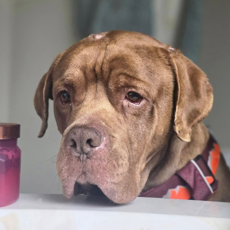Zaffre, a Mastiff