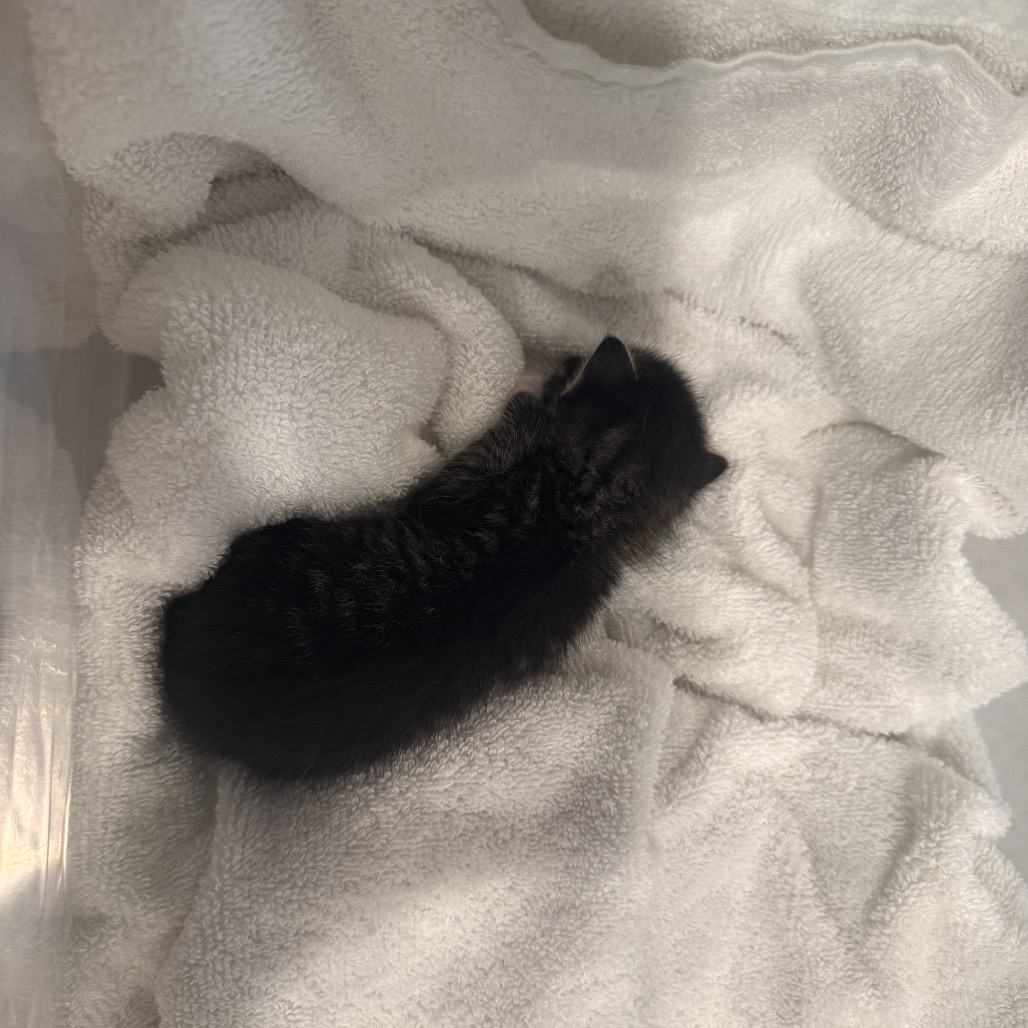 MR. BLACK - Domestic Shorthair available for adoption