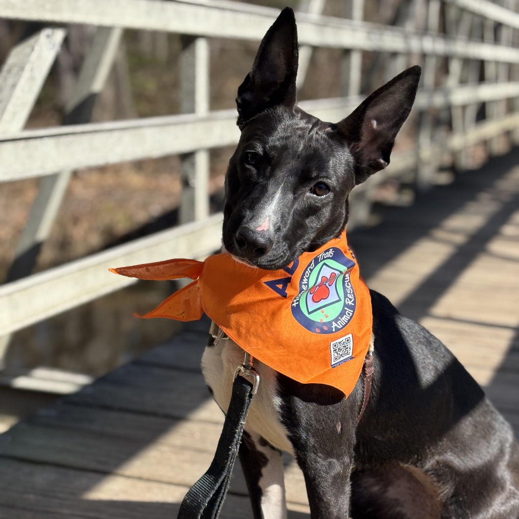 Coconut — thumbnail 4