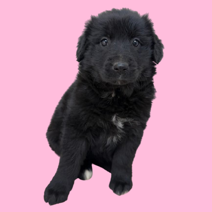  Photo of TUSC-Stray-83253_2