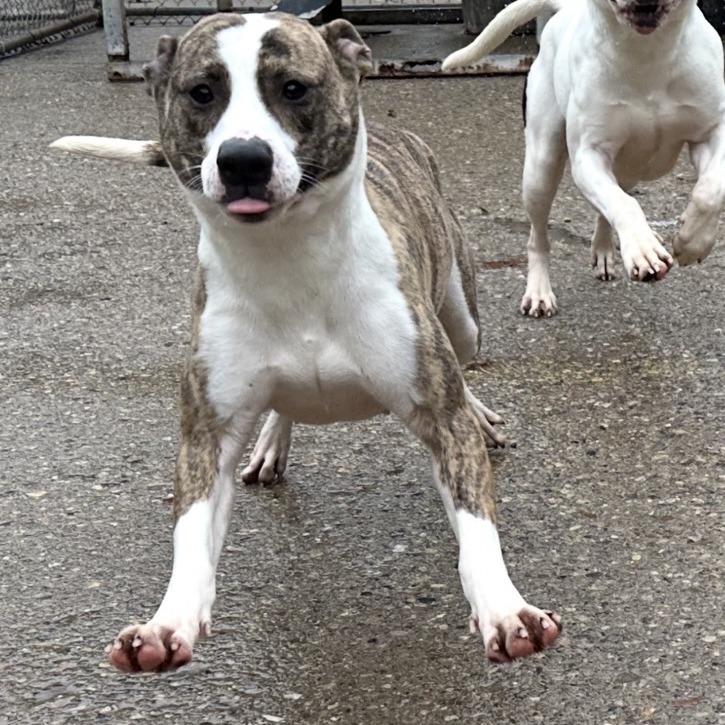 Ruby — thumbnail 3