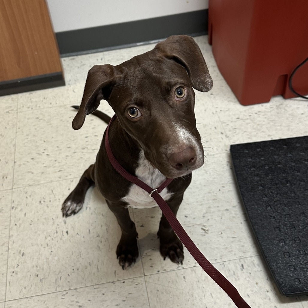 KOKONUT BABY - Terrier, American Staffordshire / Retriever, Chocolate Labrador available for adoption