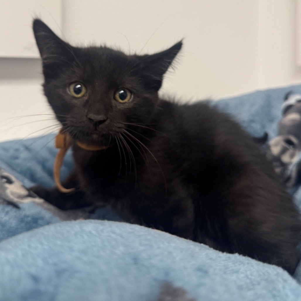 SALEM (BRN COLLAR) - Domestic Shorthair available for adoption