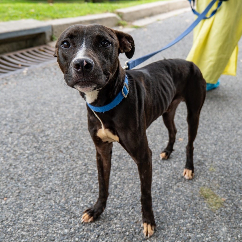 NACHO PARTY - Terrier / American Pit Bull available for adoption