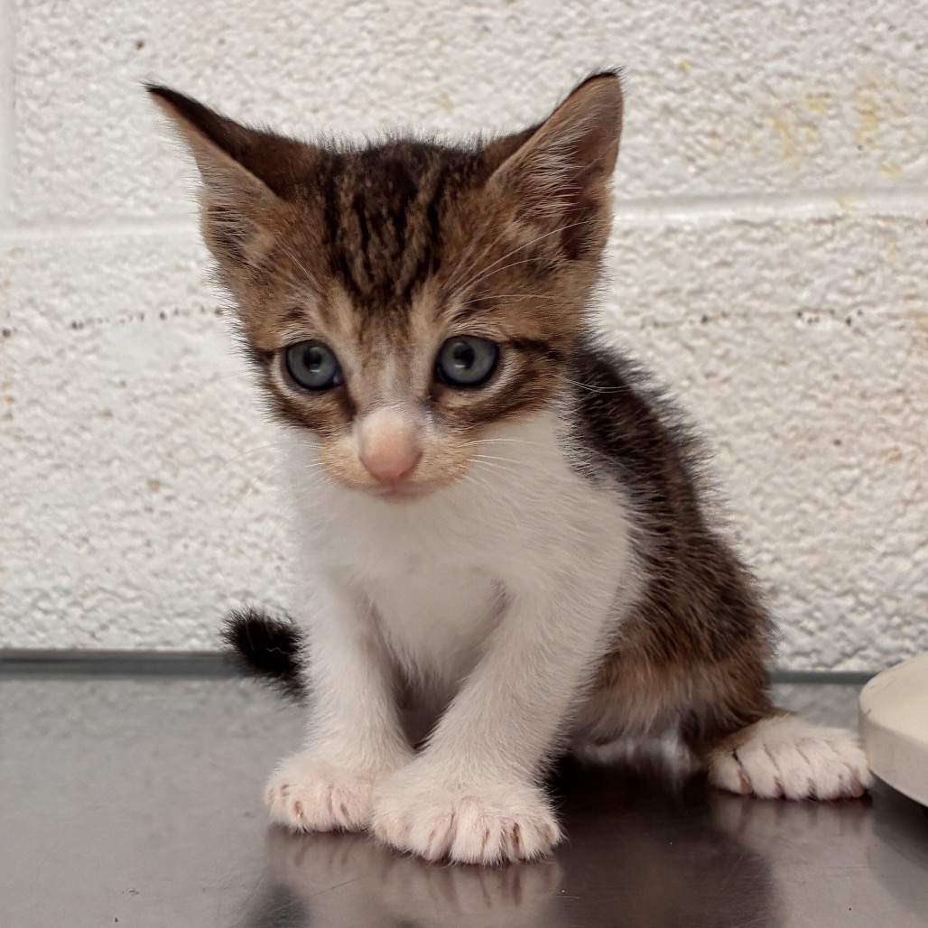 Photo of Paul, available for adoption at PVAS