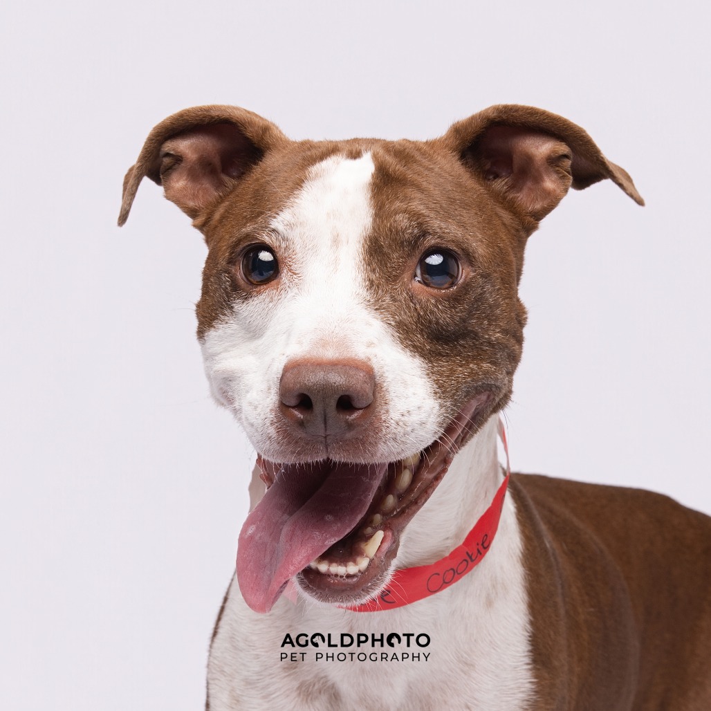 Cookie — thumbnail 4