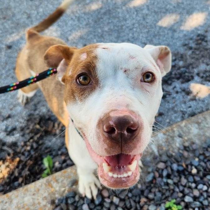 Ribbit, a Terrier, American Staffordshire
