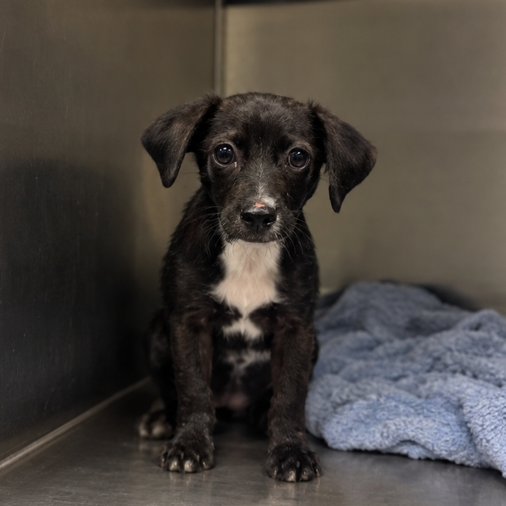 BALOO BOY - Shepherd / Terrier available for adoption
