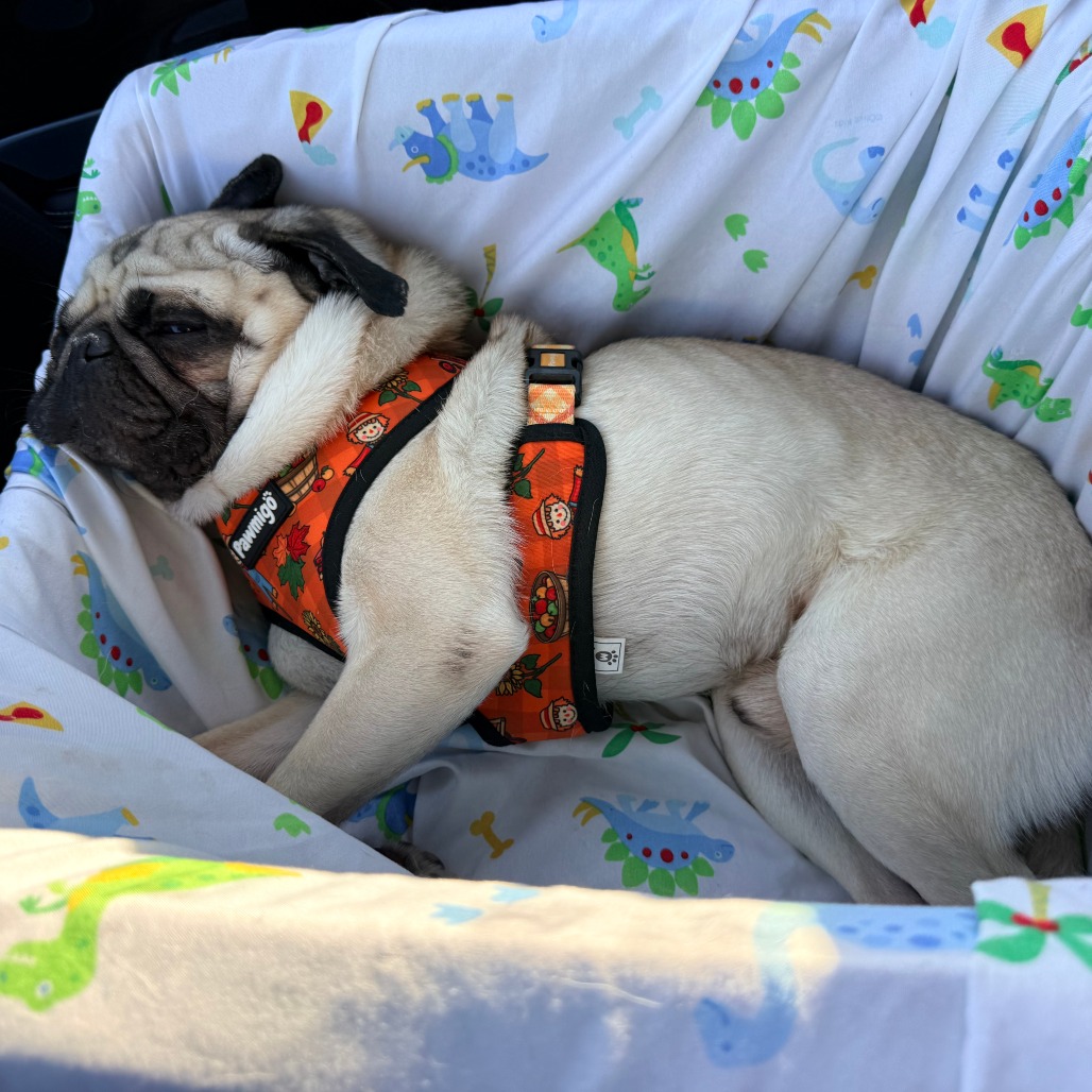Reggie, photo 19