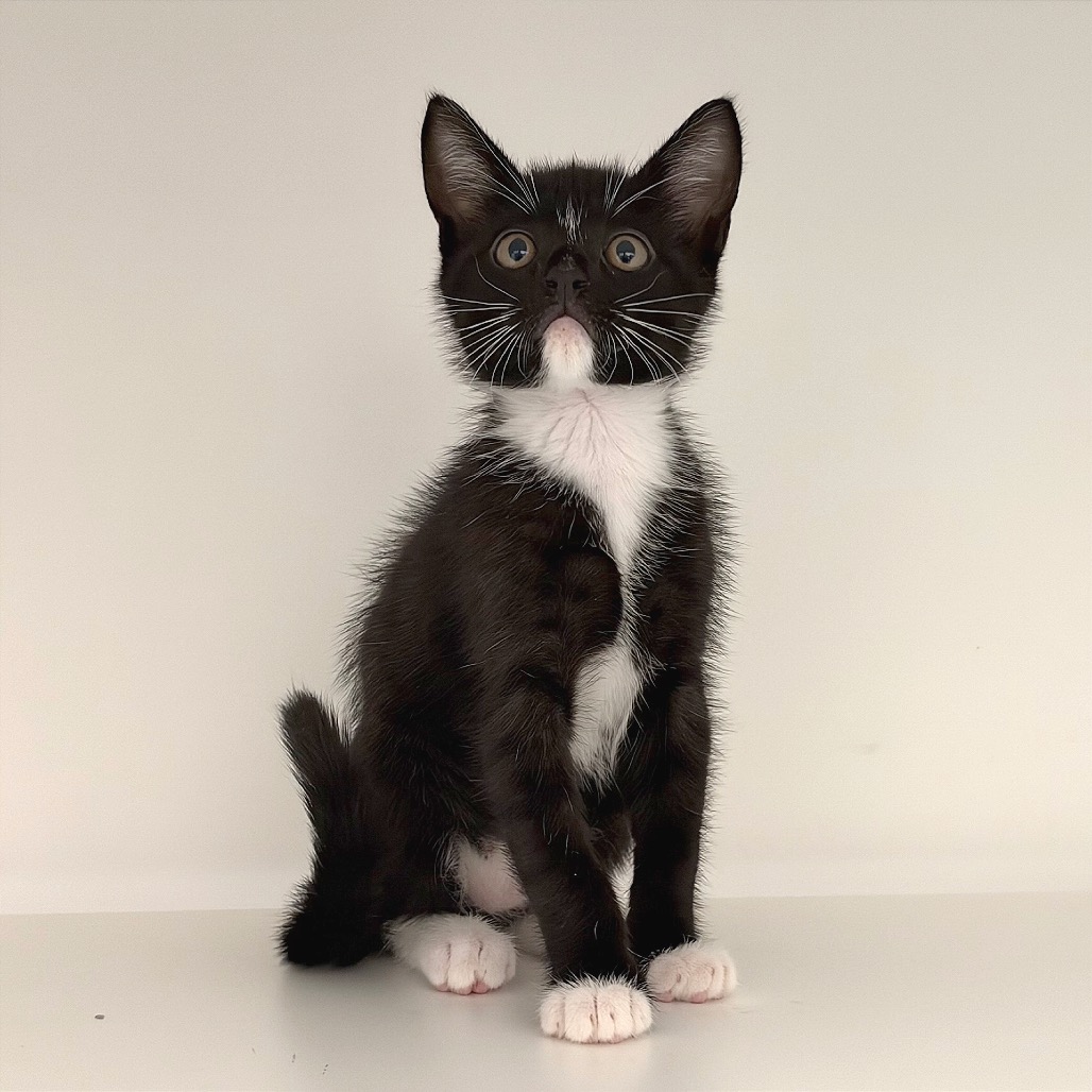 DENI - Domestic Shorthair / Mix available for adoption