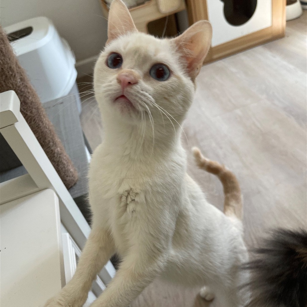 Cayenne, photo 3