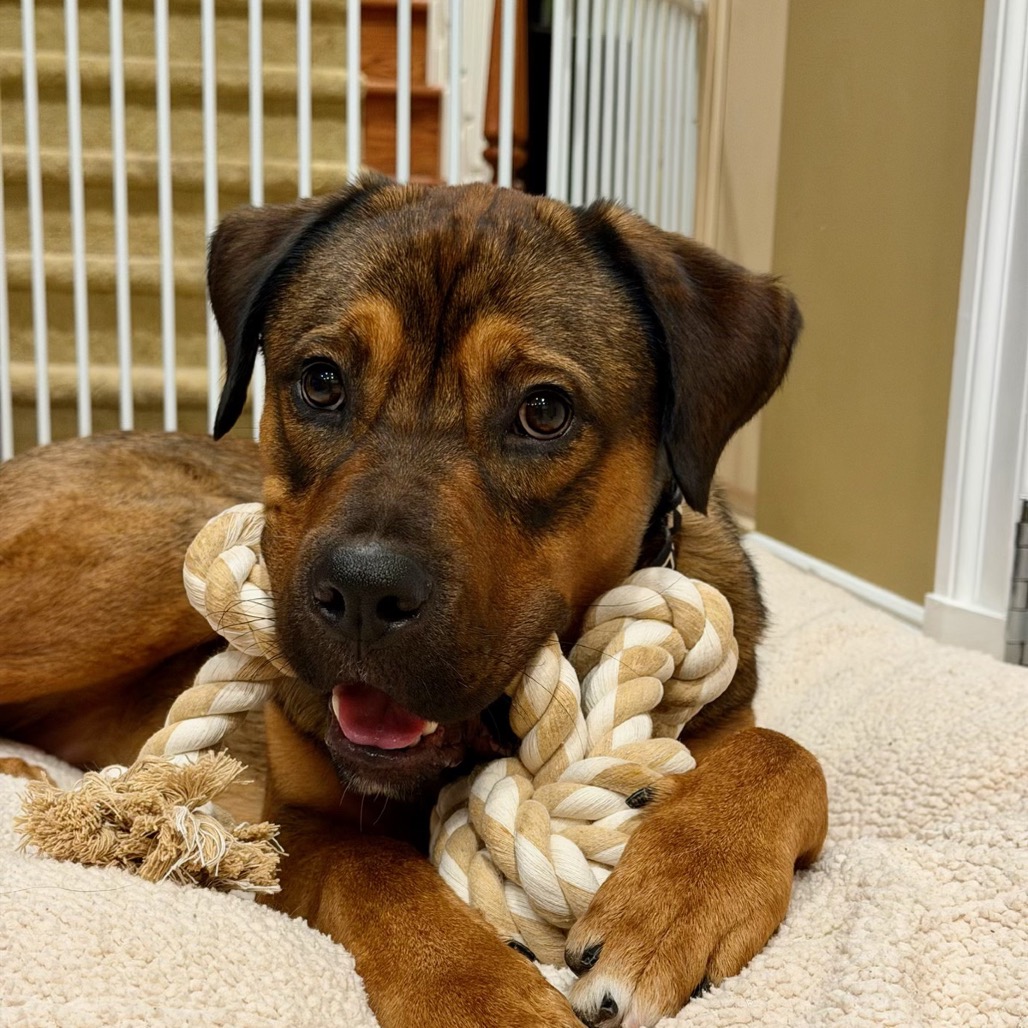 KYLE - Bulldog, American / Shepherd, German available for adoption