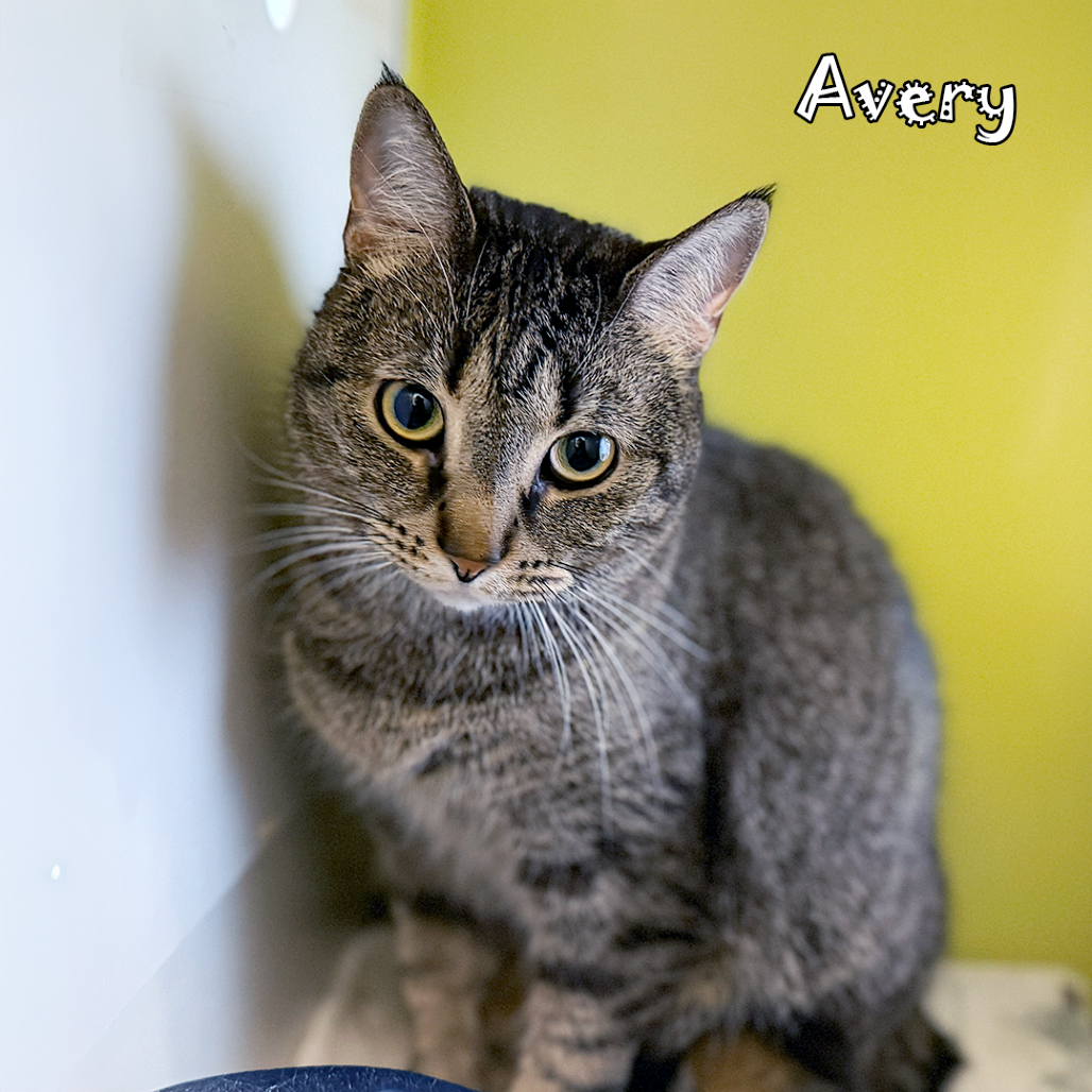 Avery, an adoptable cat