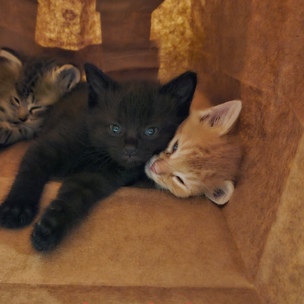 TATERTOT AND STELLA - Domestic Shorthair available for adoption