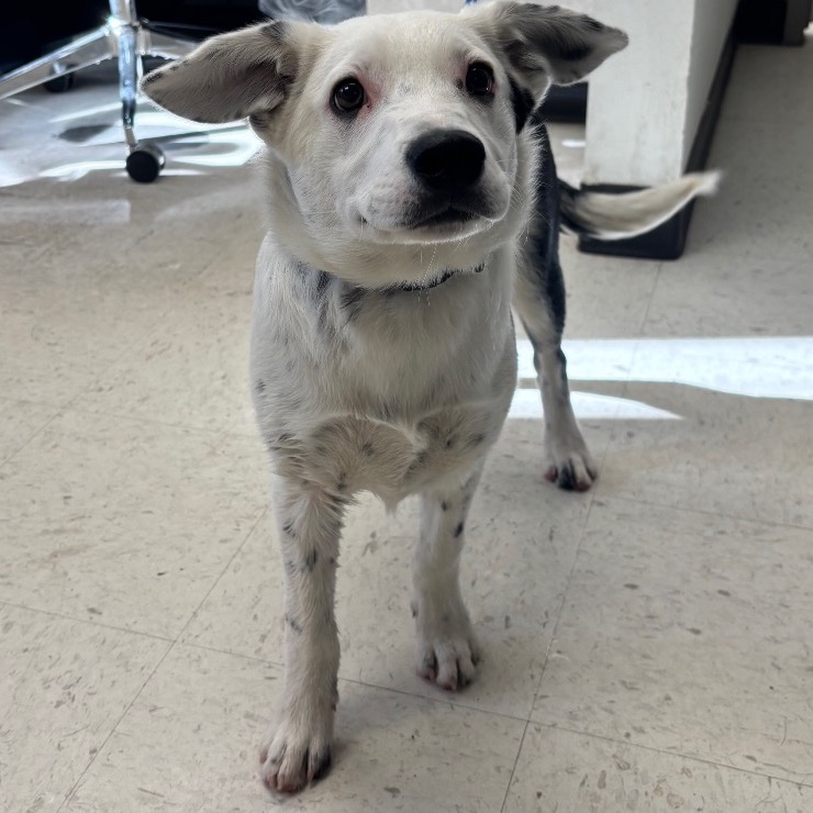 Bruno — thumbnail 2