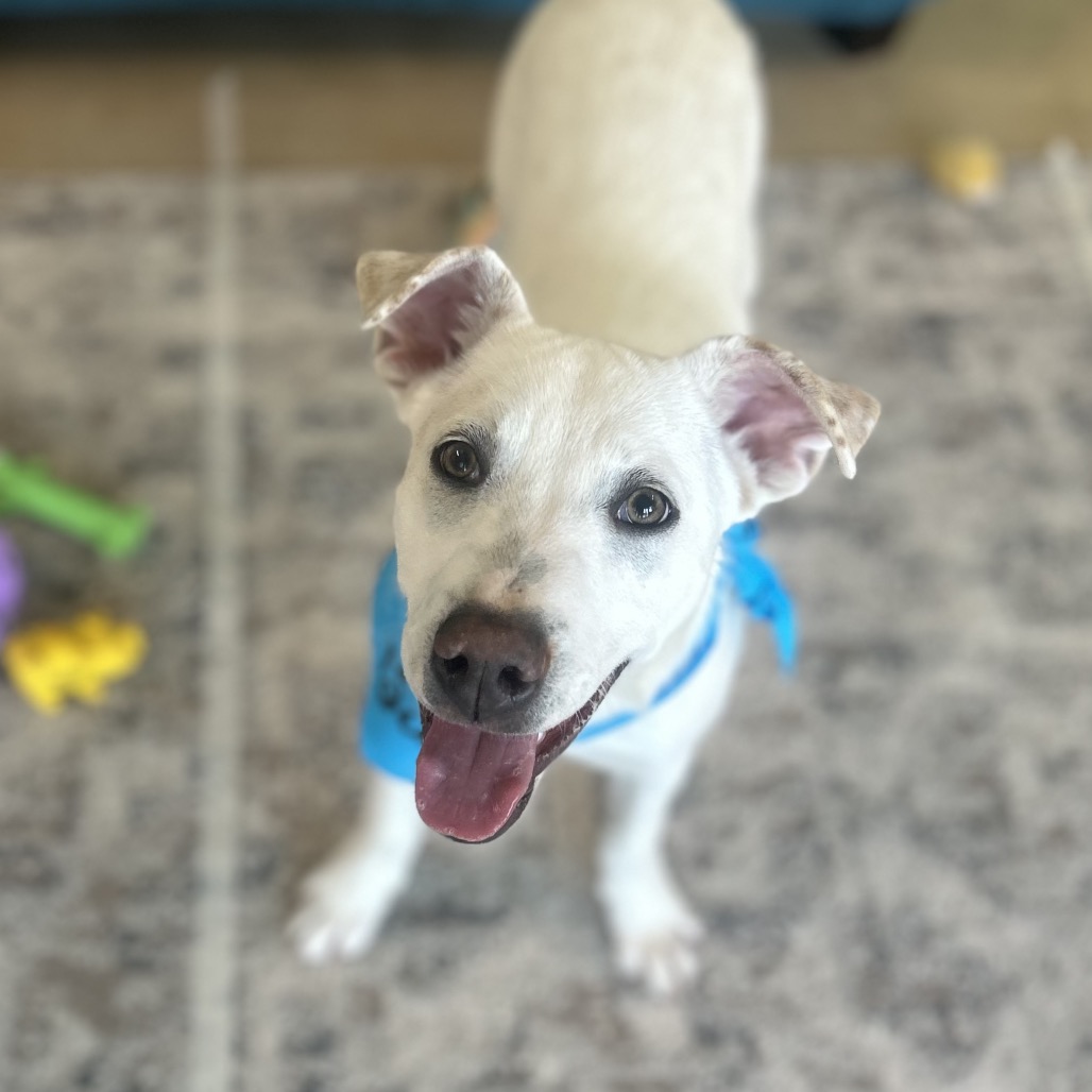 Whitt — thumbnail 5