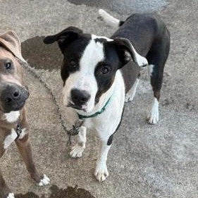 Terrier