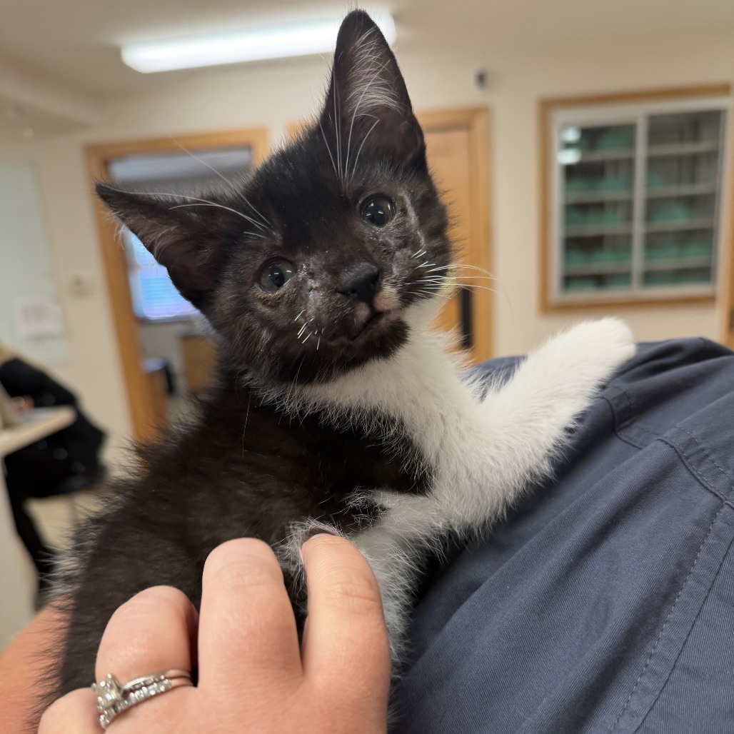 Will, available for adoption
