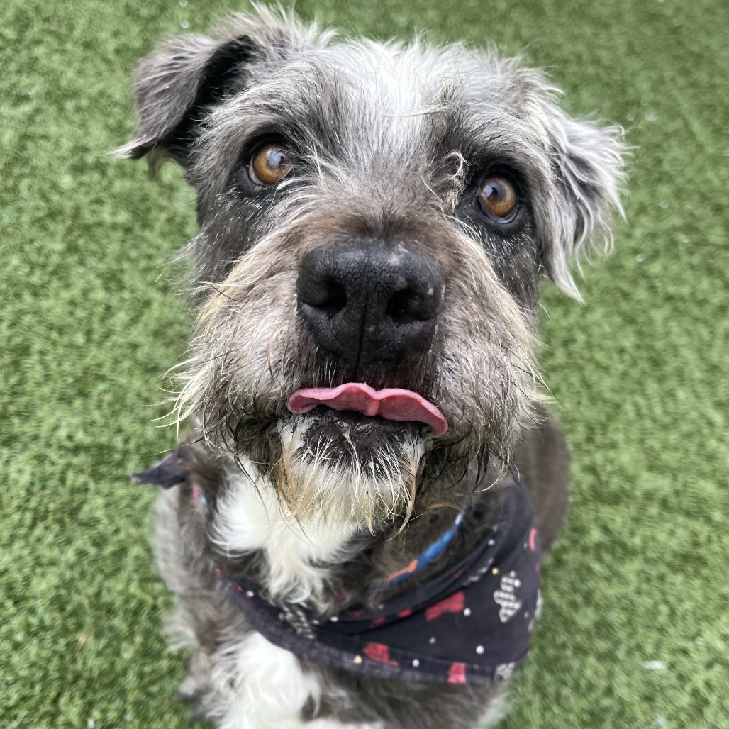 Benny — thumbnail 7