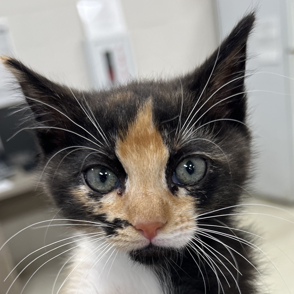 ABBY - Domestic Shorthair available for adoption