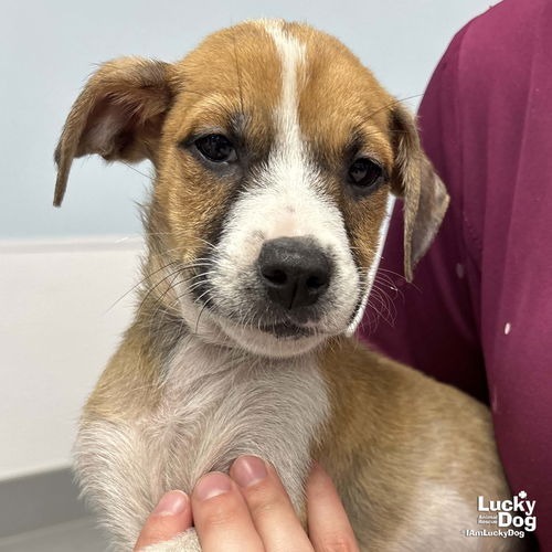 LEMUEL - Shepherd / Queensland Heeler available for adoption