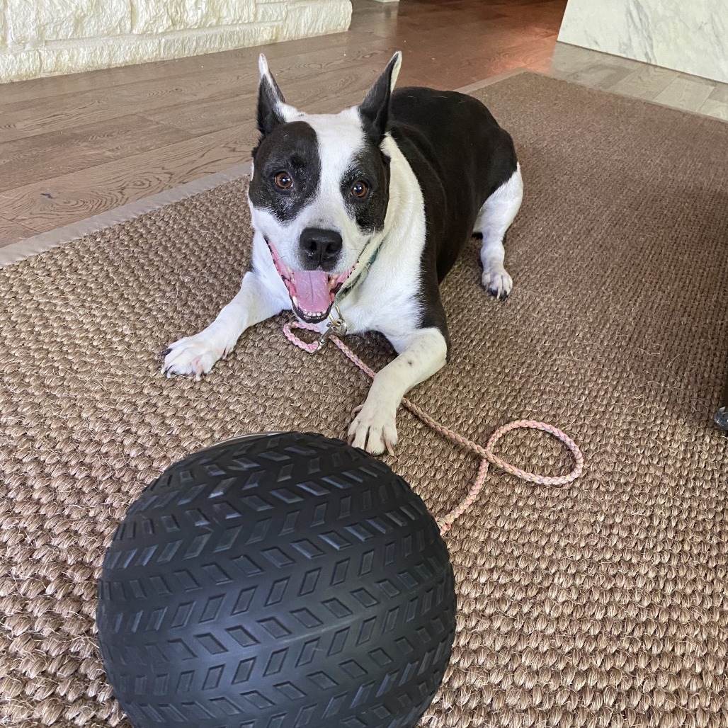 Bluebelle, additional photo