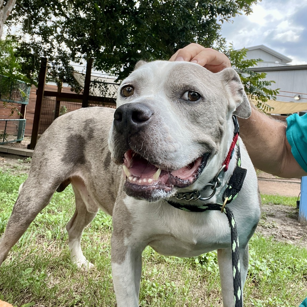 ASH - Terrier / American Pit Bull available for adoption