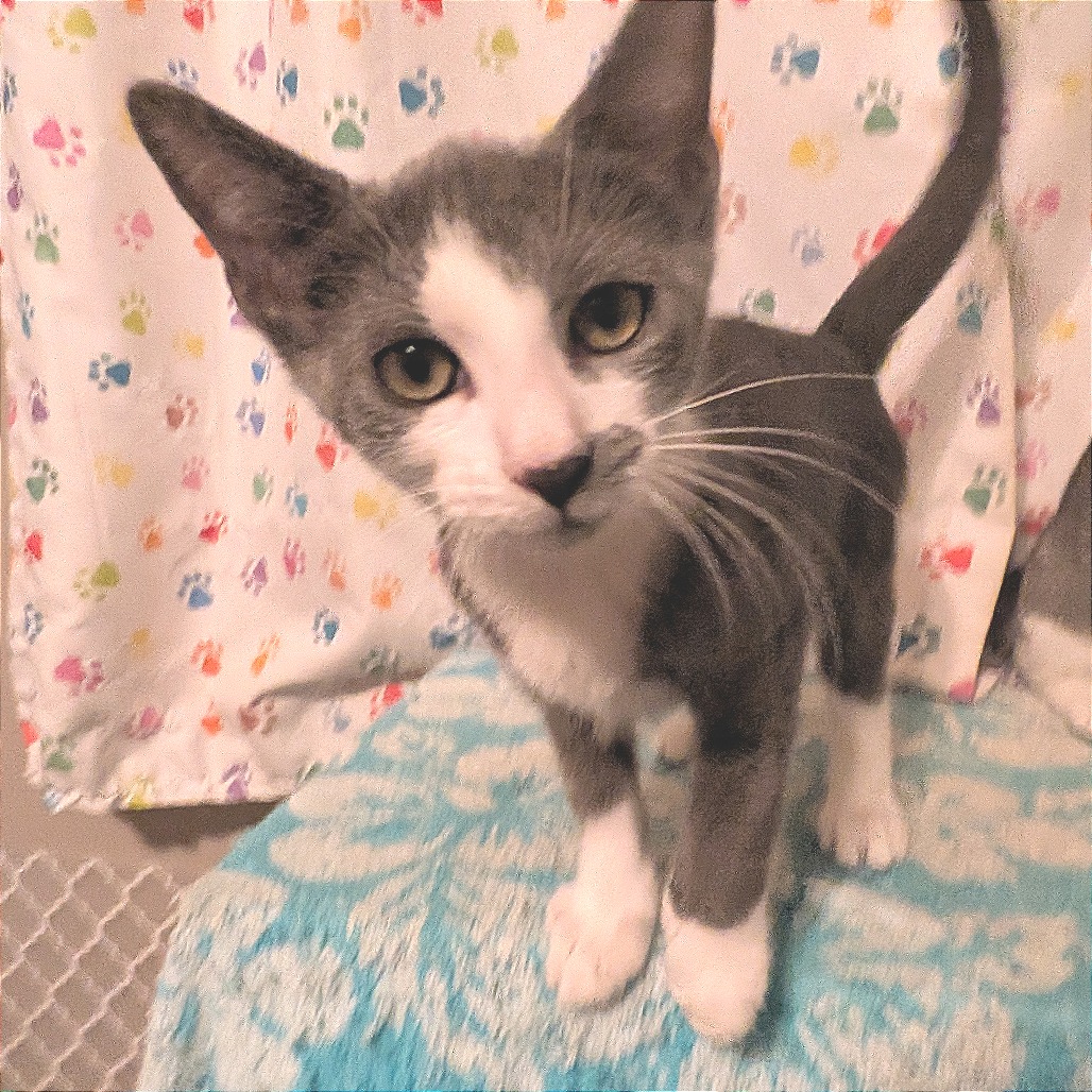 ROSS - Domestic Shorthair available for adoption