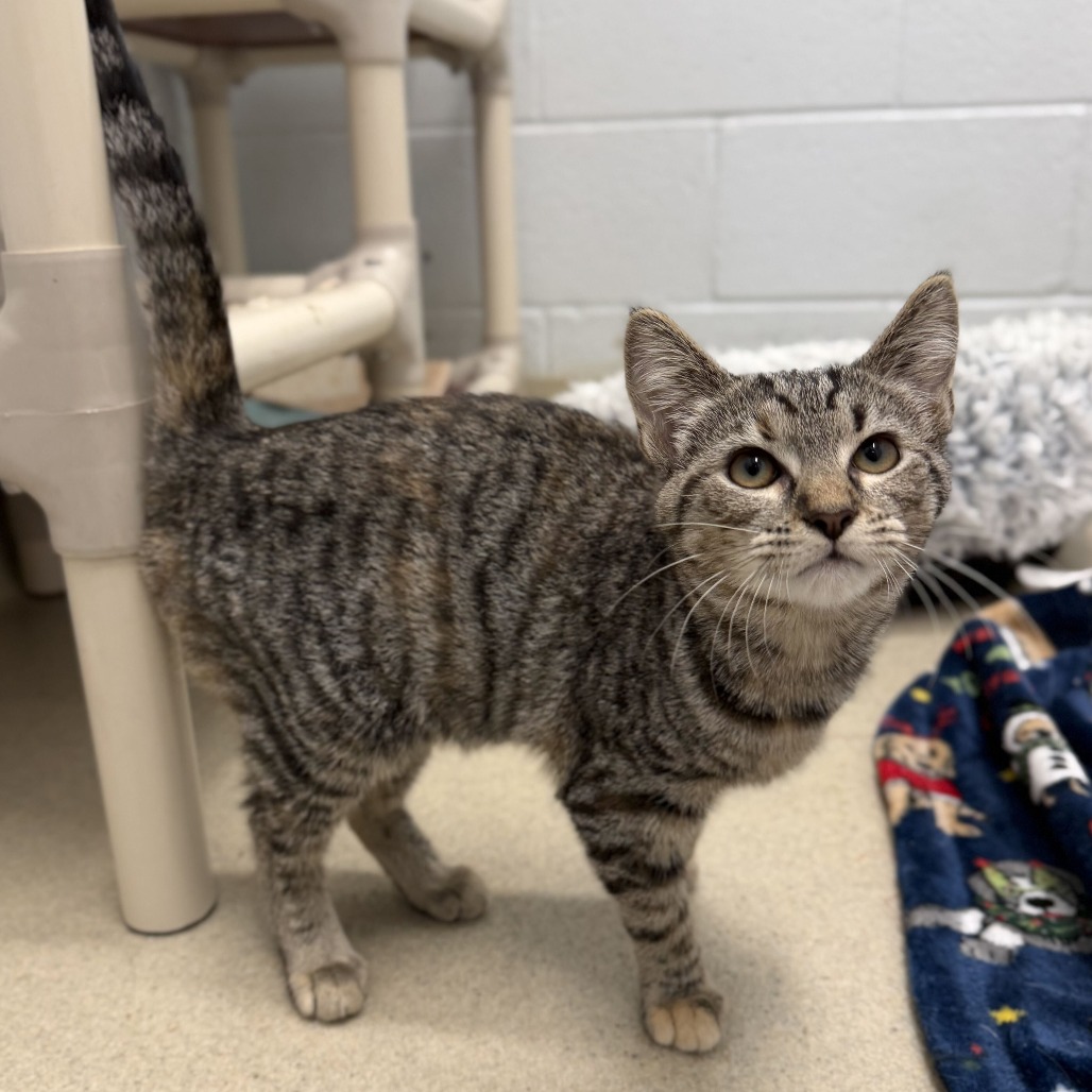 SEMORA - Domestic Shorthair available for adoption