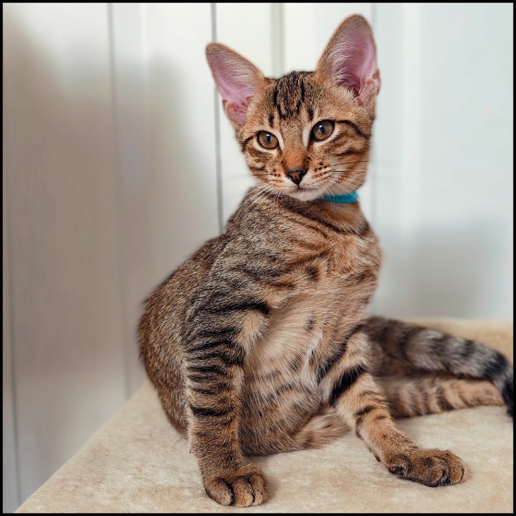DALTON - Domestic Shorthair available for adoption