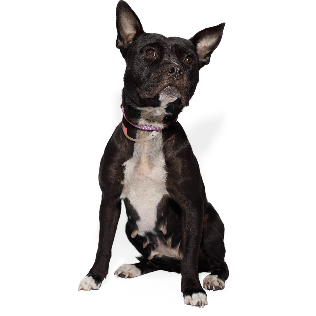 Queen — thumbnail 4