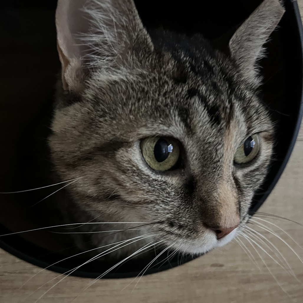 GLORIA - Domestic Shorthair available for adoption