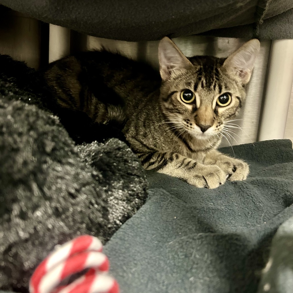 OOGIE BOOGIE - Domestic Shorthair available for adoption