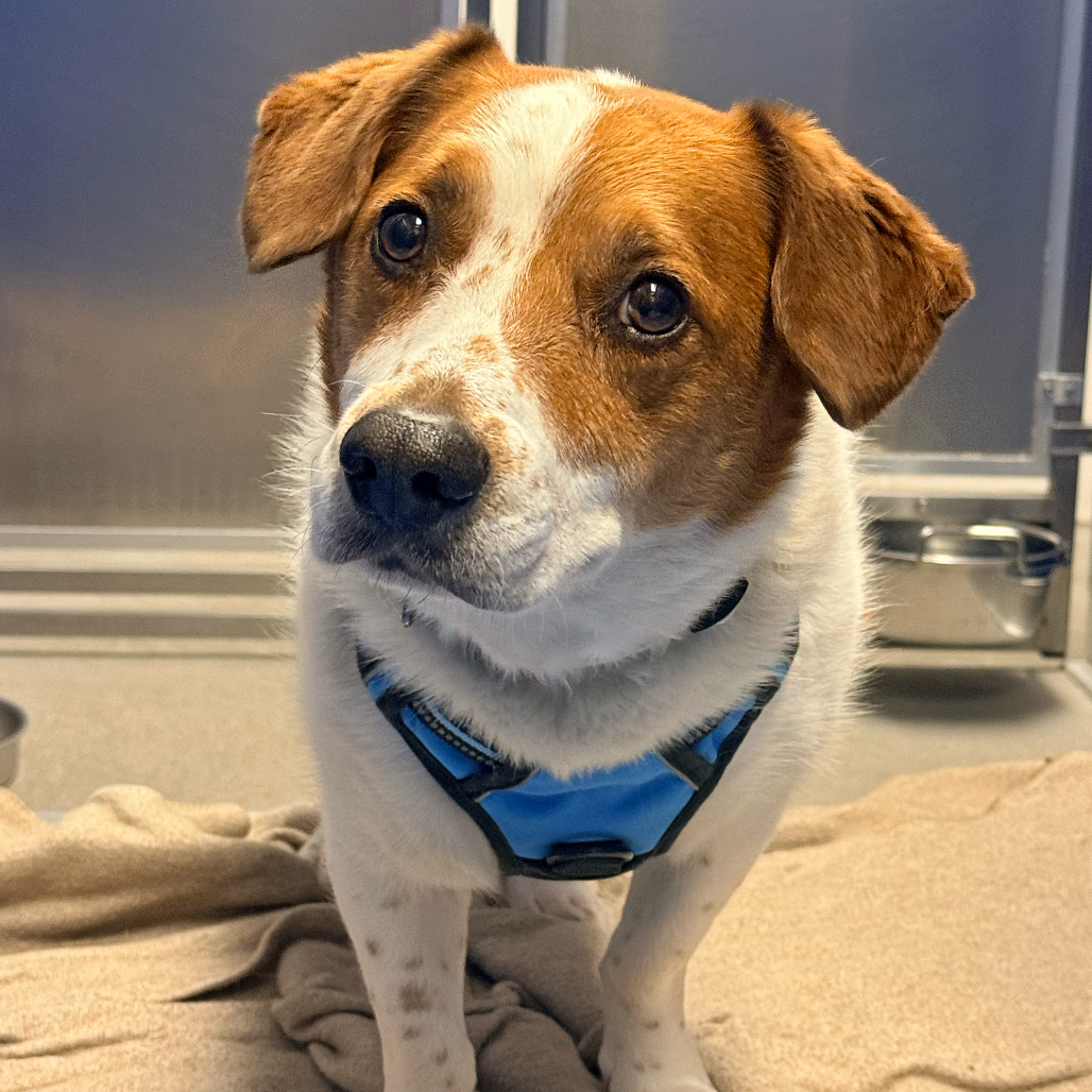 Archie — thumbnail 2